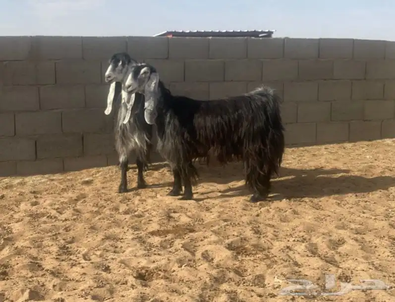 معزا عوارض صنف لهوات الصنف 15