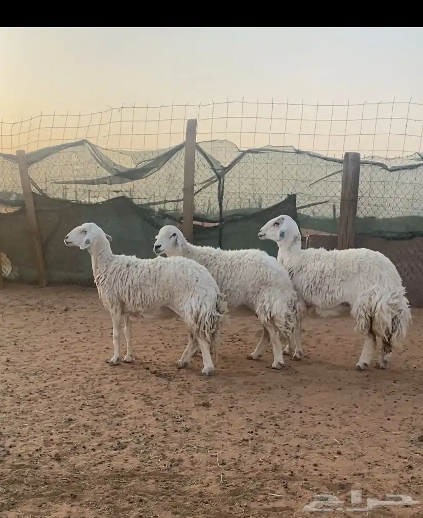 3 فحول وضان حري حيل. و3 متابيع وعنز معها 2 1