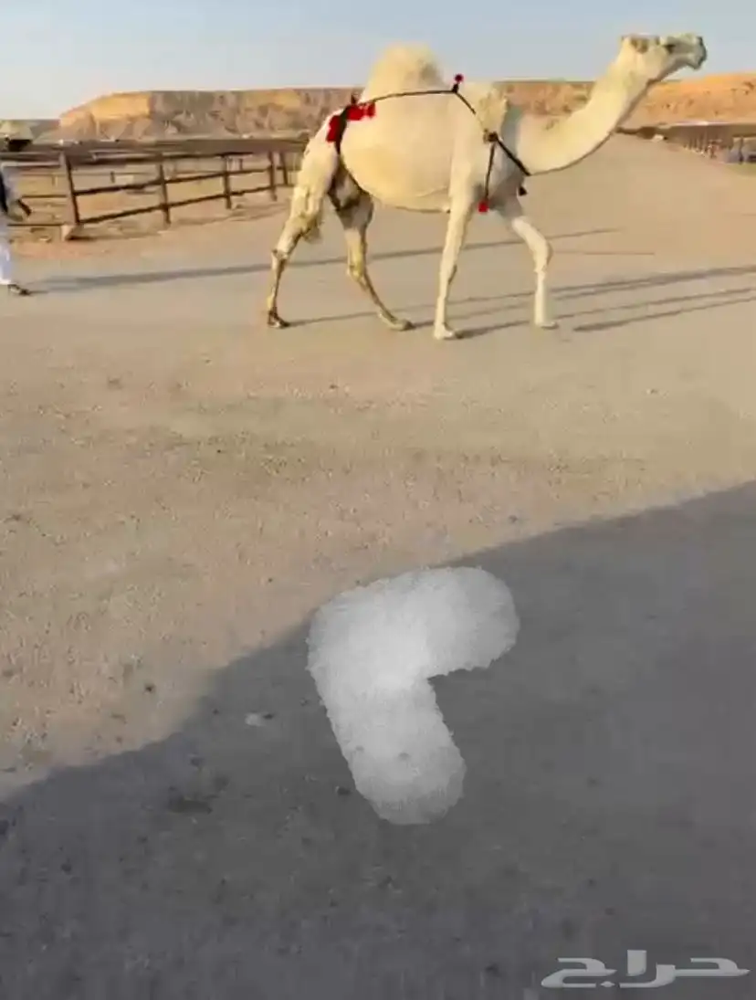 نياق لقحة للبيع 2