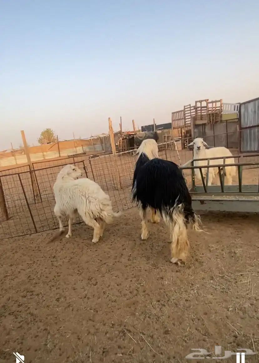 3 فحول وضان حري حيل. و3 متابيع وعنز معها 2 0