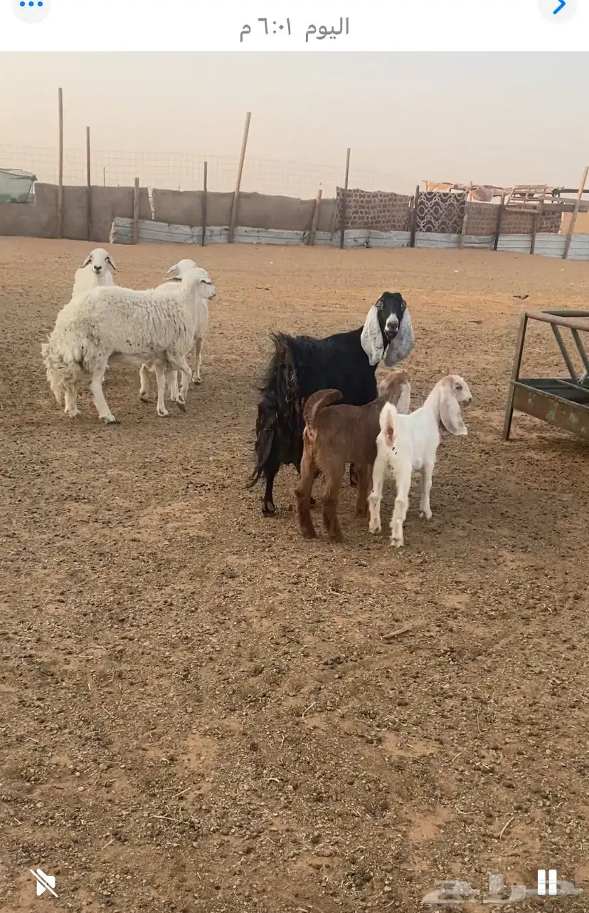 3 فحول وضان حري حيل. و3 متابيع وعنز معها 2 2