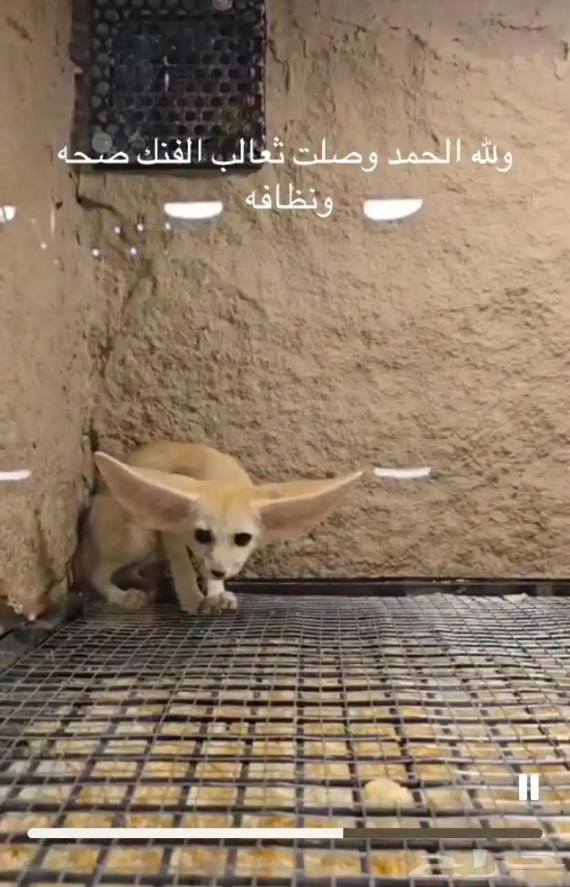 ثعالب الفنك اليفه عمر شهرين 1