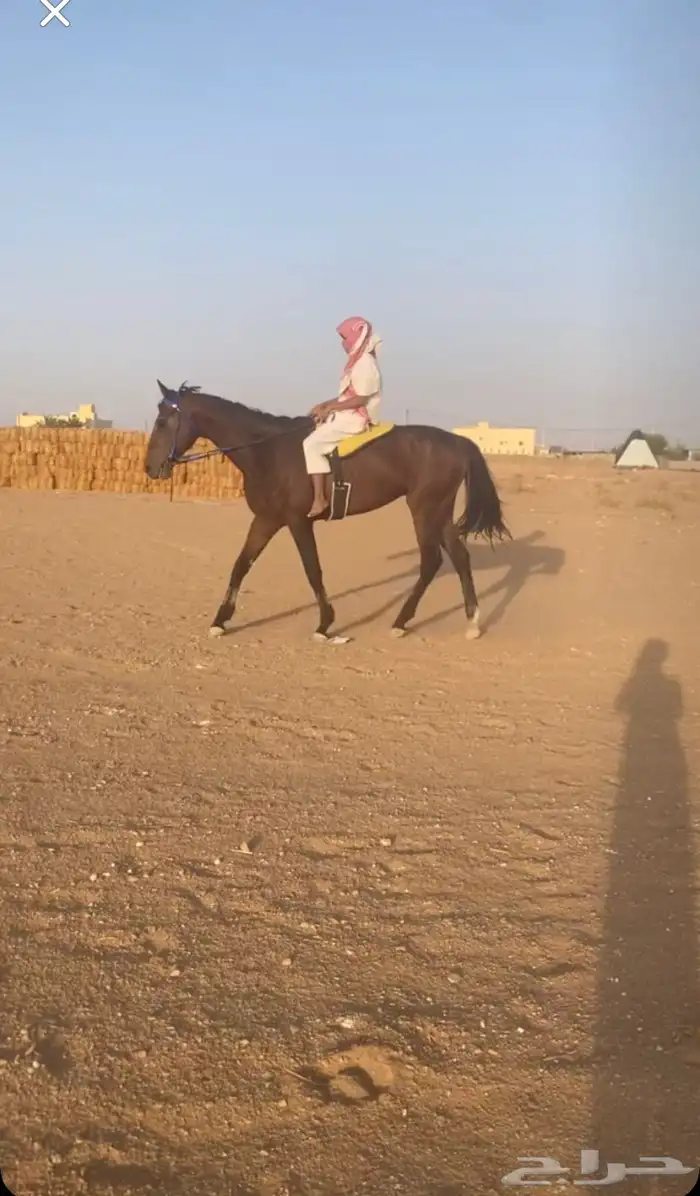 حصان انقليزي 0