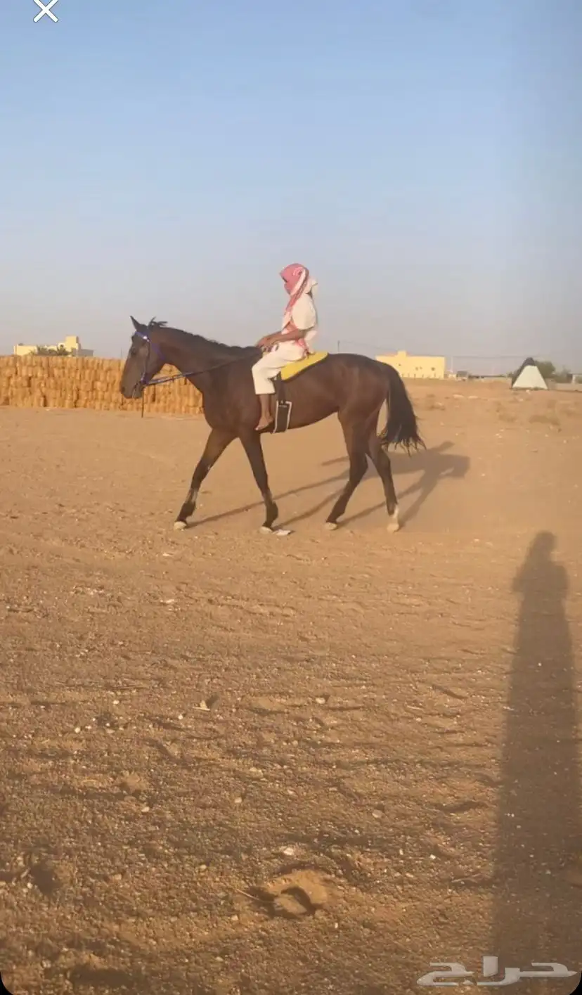 حصان انقليزي 0