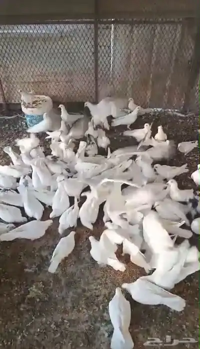 حمام فرنسي سوبر جامبو منتج 0