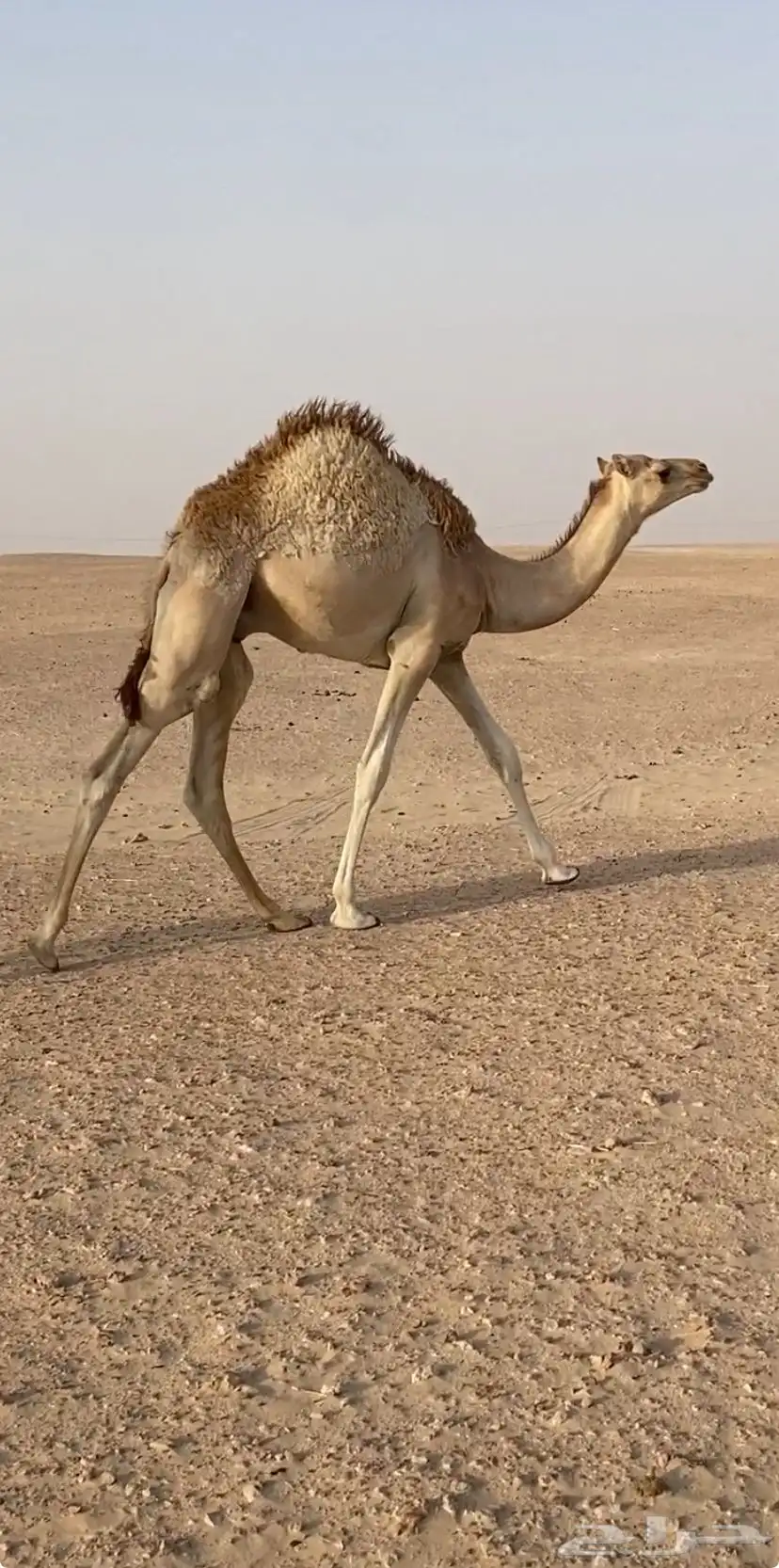 قعود 0
