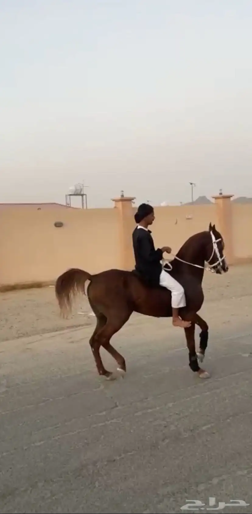حصان عربي مكس باوراق 2