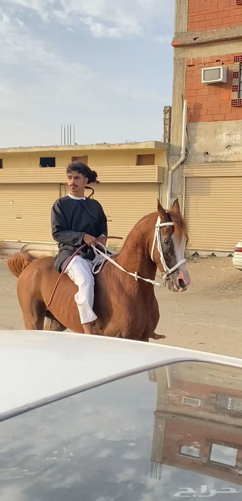حصان عربي مكس باوراق 0