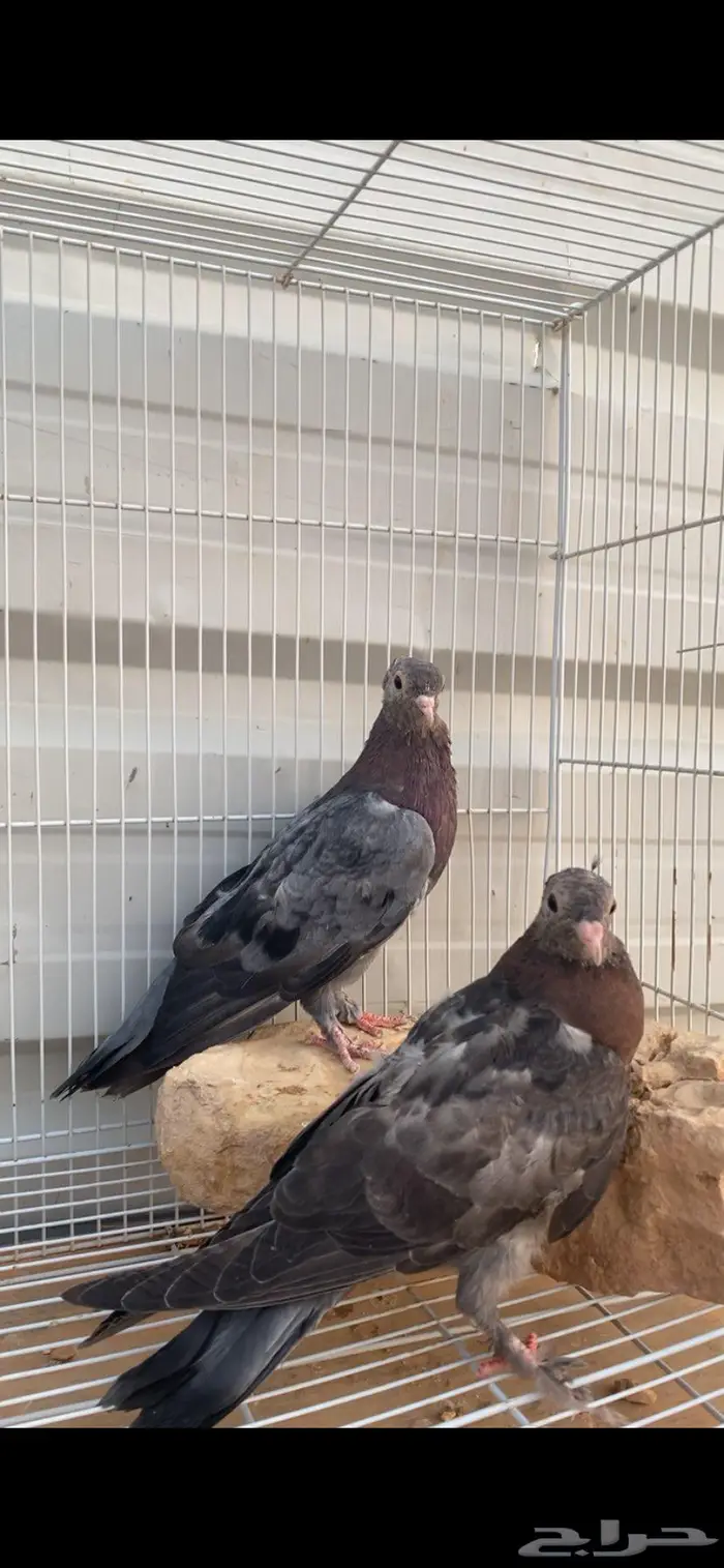 طبتين صنعاوي. جرم صغير الخرج 4