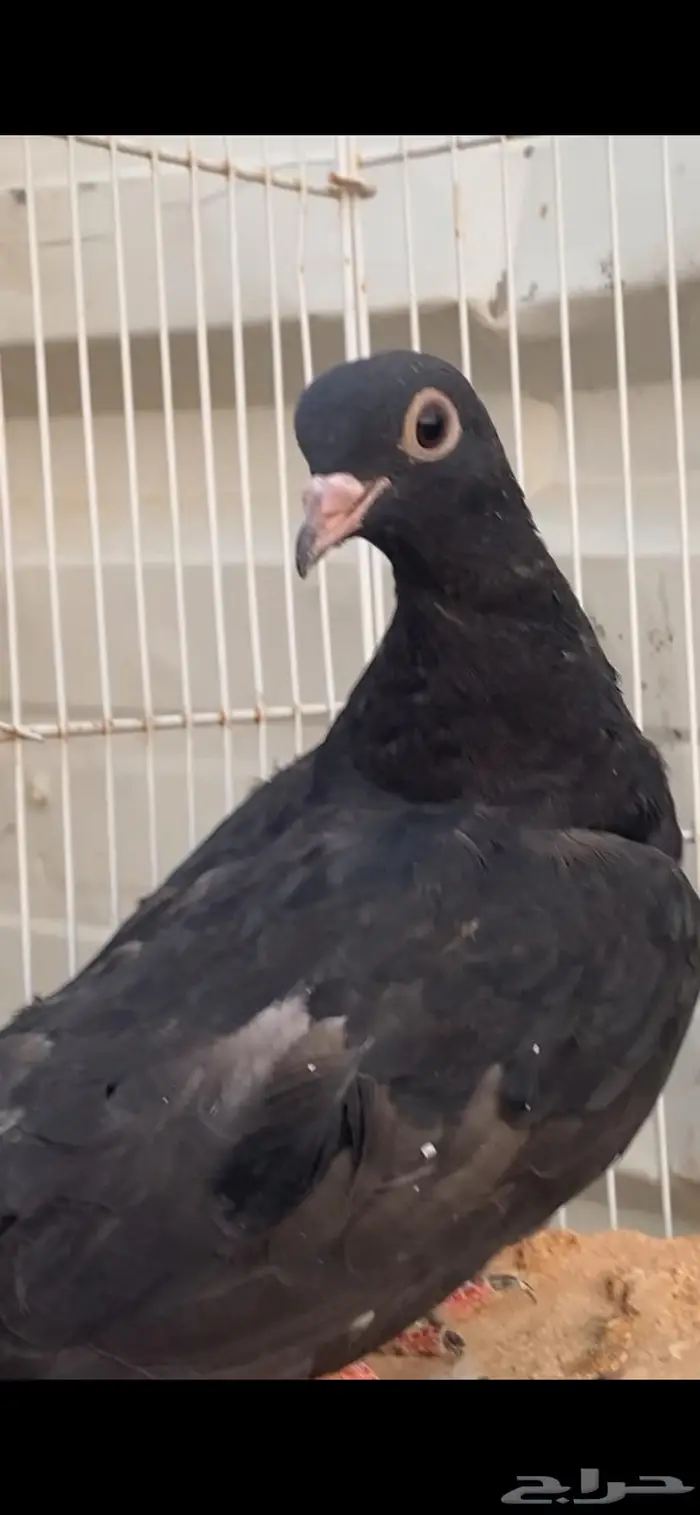 طبتين صنعاوي. جرم صغير الخرج 0