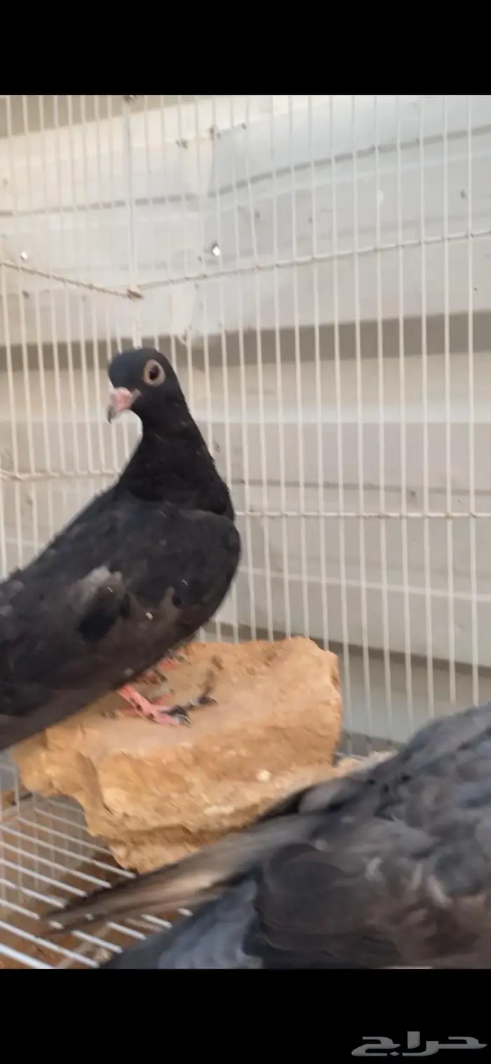 طبتين صنعاوي. جرم صغير الخرج 1