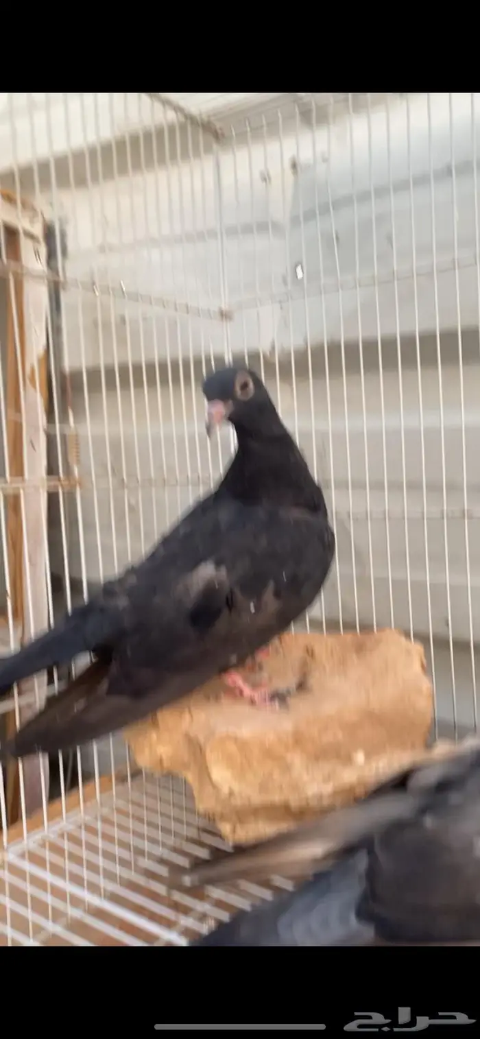 طبتين صنعاوي. جرم صغير الخرج 2