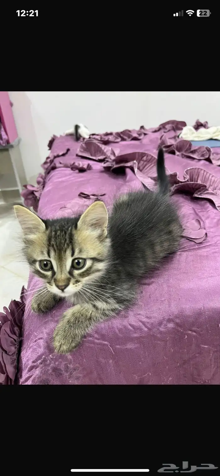 بسس صغار (كتنز) للتبني لعوبين وجميلين وحبوبين بجدة 1