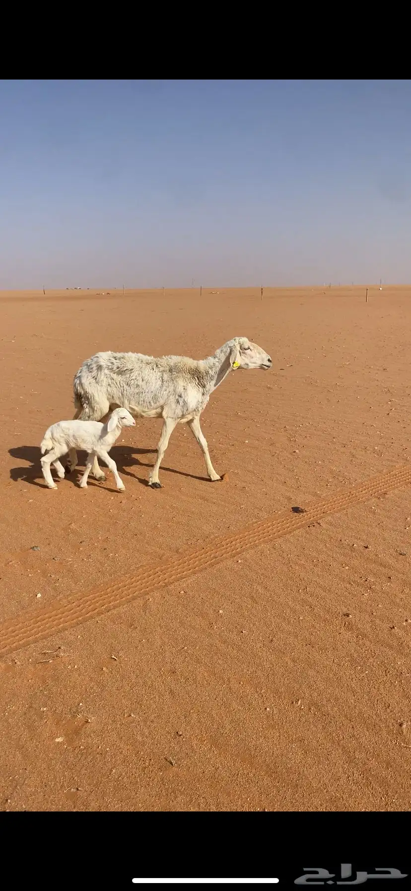 البيع رغوث حريه 1