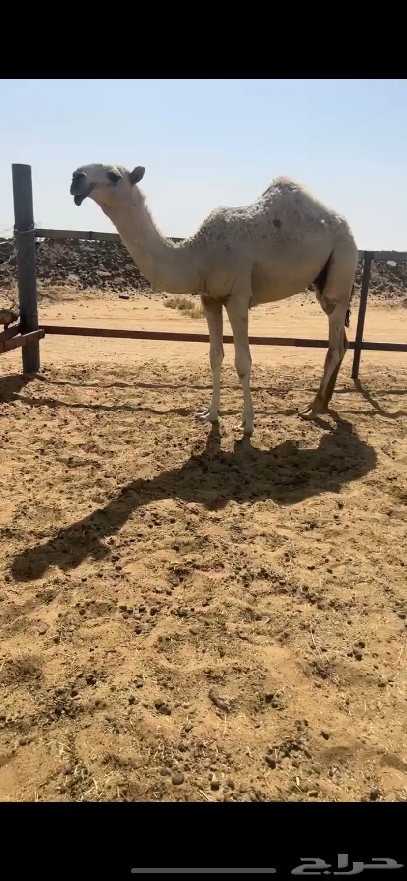 قعود باتلي على بطاش ولد الحاكم ابن قريع 0