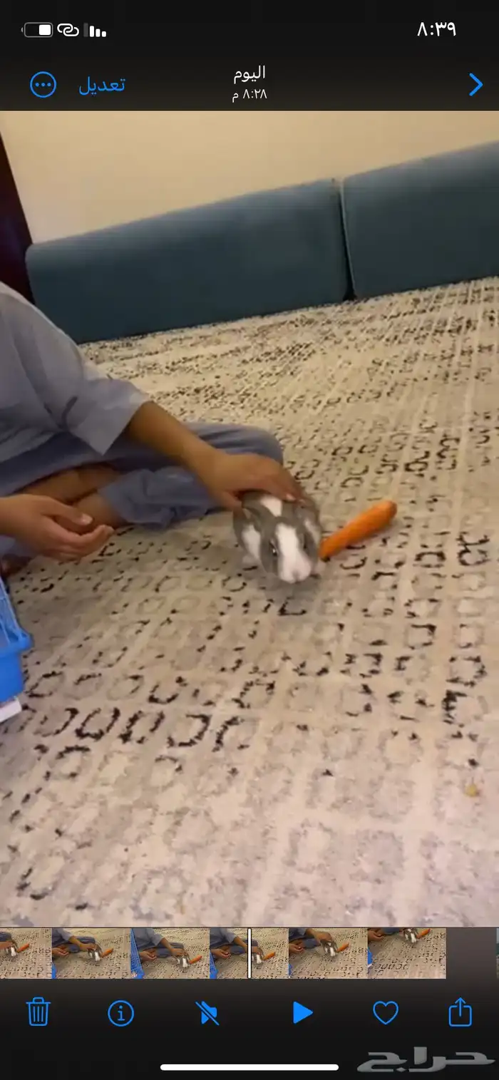 ارنب للبيع 0