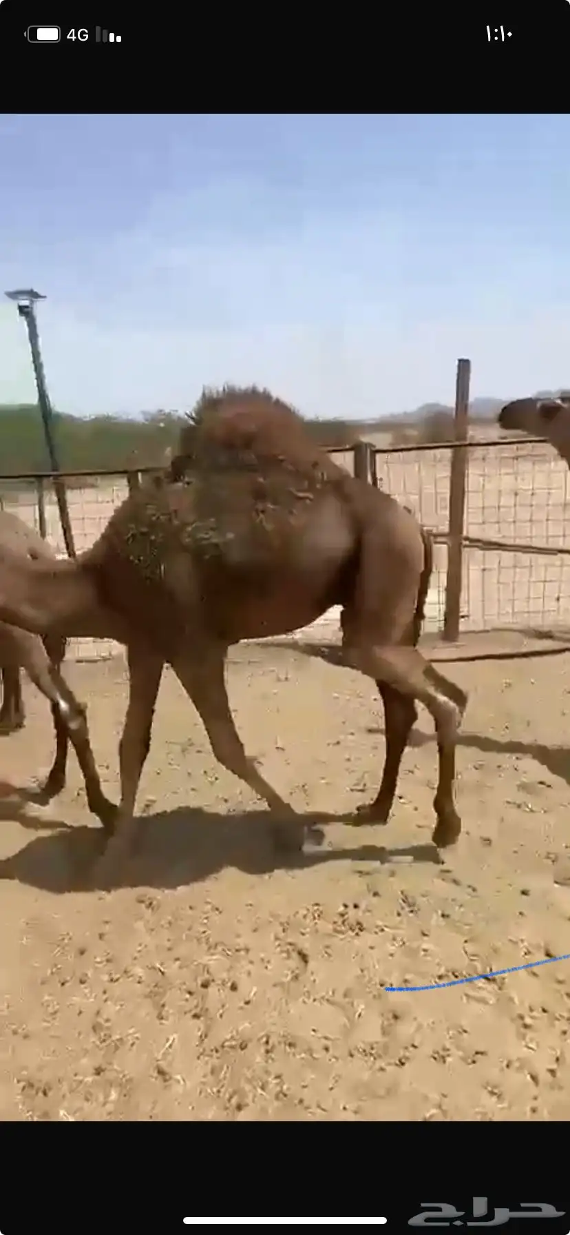 قعدان سمان 1