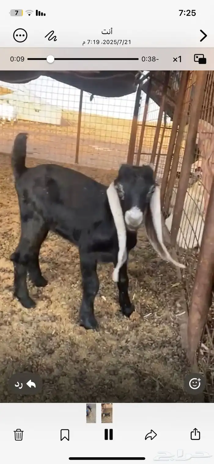 تيس عمر شهرين مستقبل فحل 1