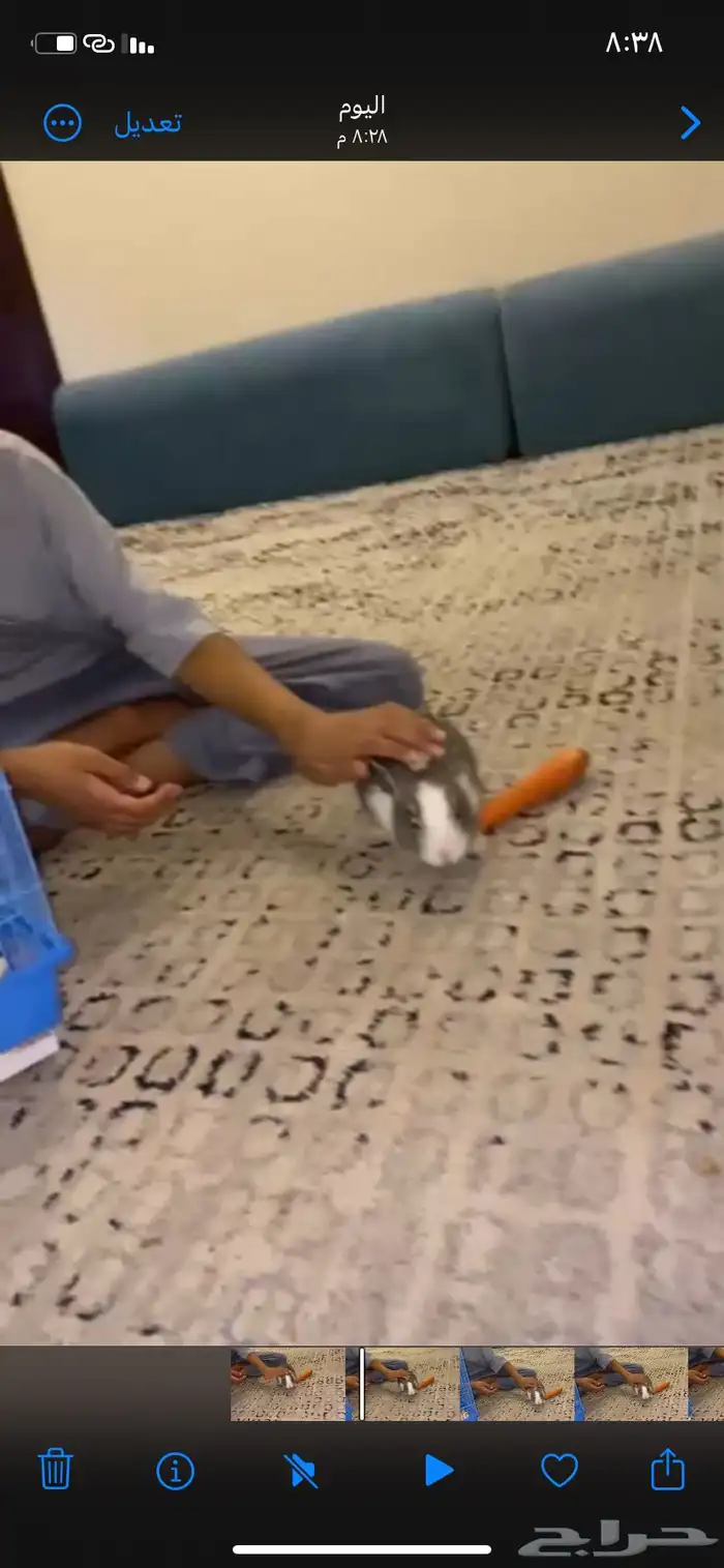 ارنب للبيع 2