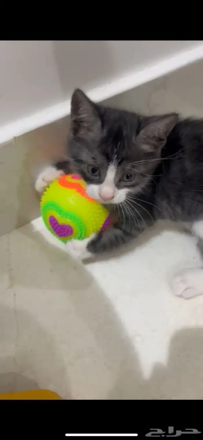 بسس صغار (كتنز) للتبني لعوبين وجميلين وحبوبين بجدة 3