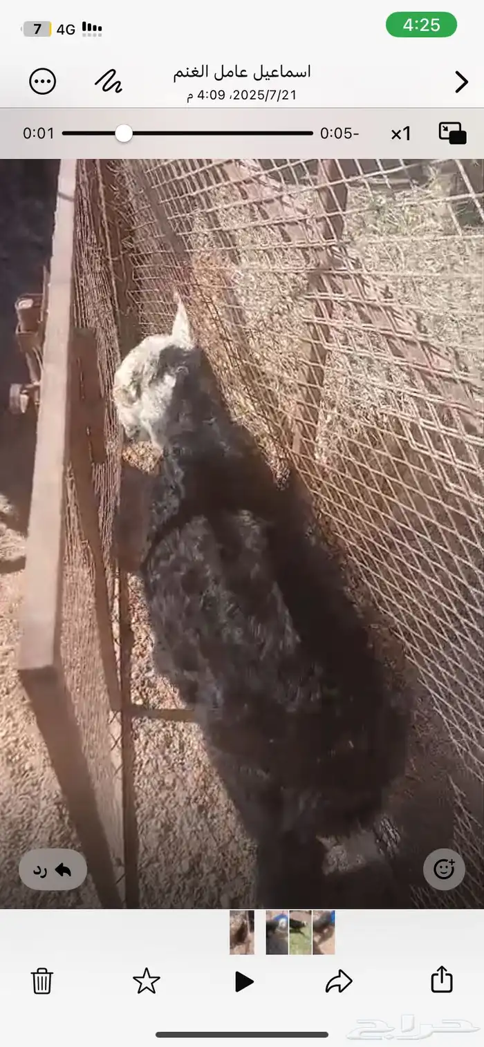 خرفان نجد من 4ال5 شهور 0
