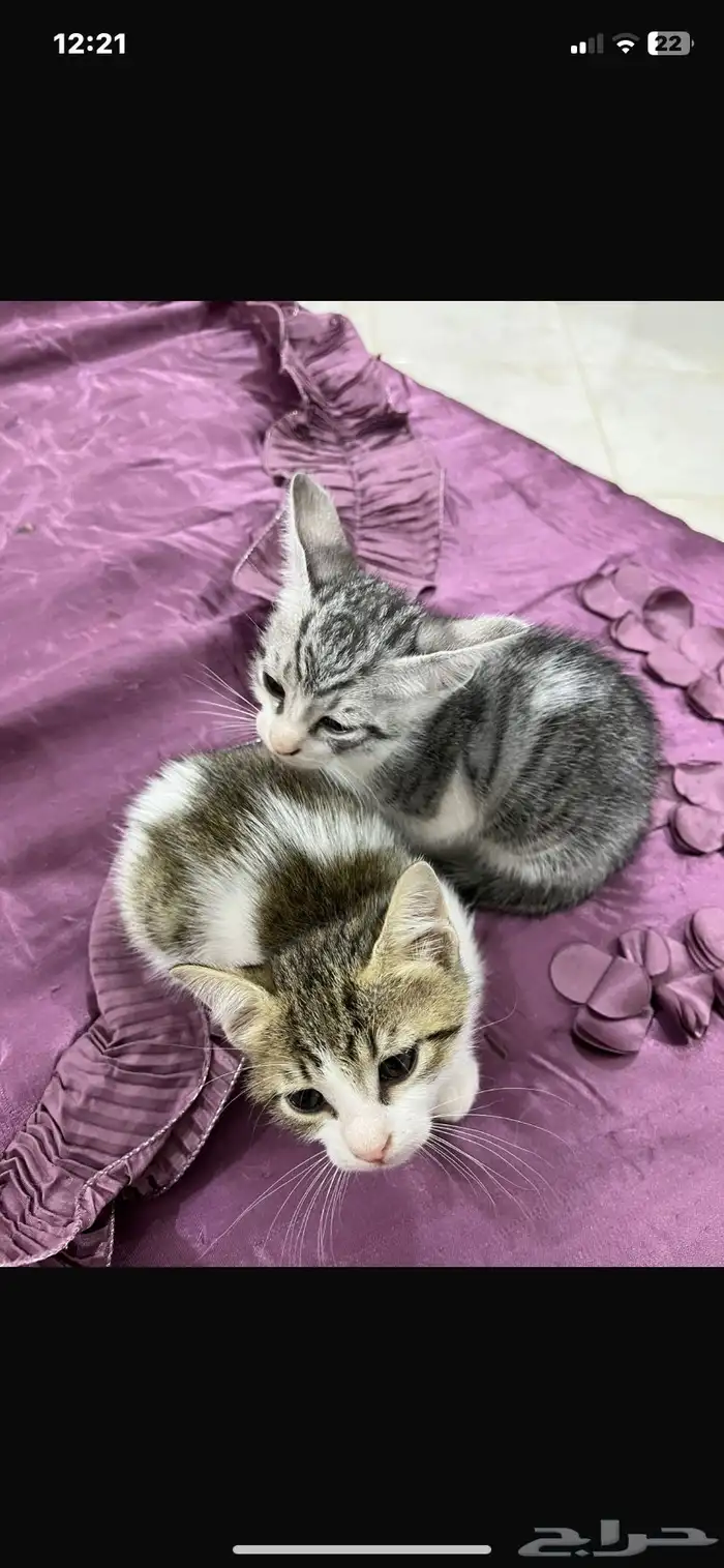 بسس صغار (كتنز) للتبني لعوبين وجميلين وحبوبين بجدة 2