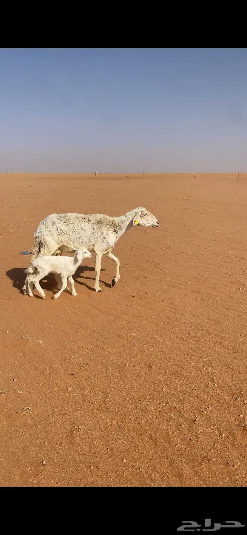 البيع رغوث حريه 0