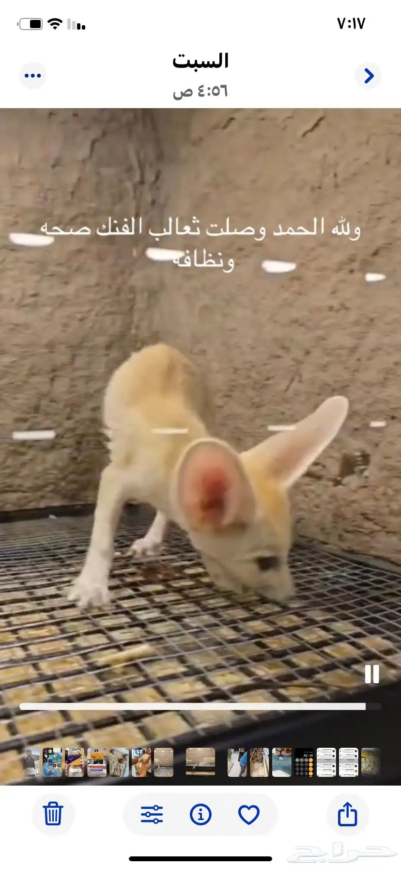 ثعالب الفنك اليفه عمر شهرين 0