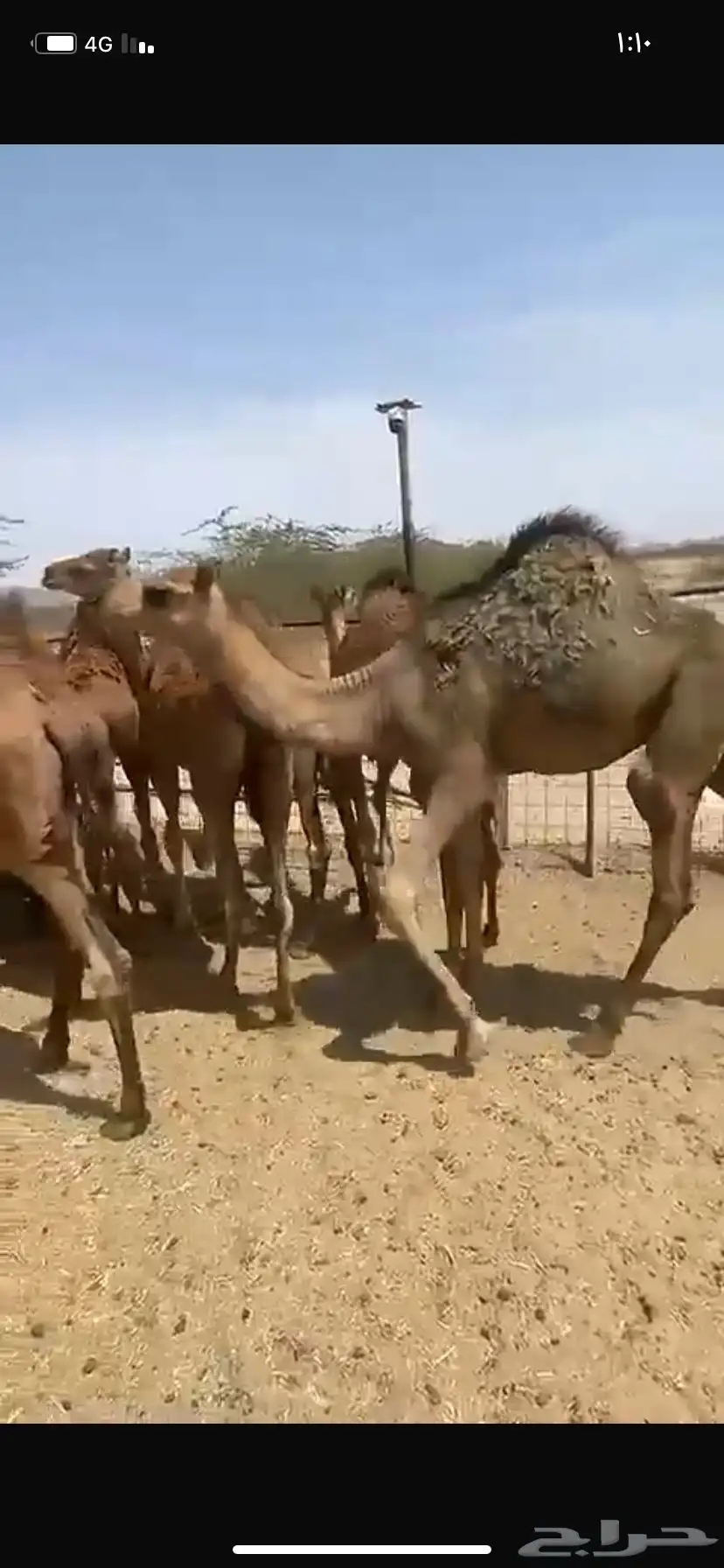 قعدان سمان 0