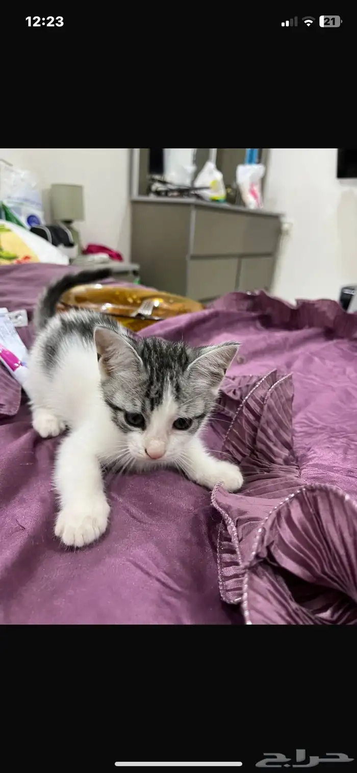 بسس صغار (كتنز) للتبني لعوبين وجميلين وحبوبين بجدة 0