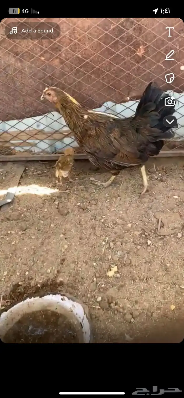 دجاجه عليها فرخين كفو 1
