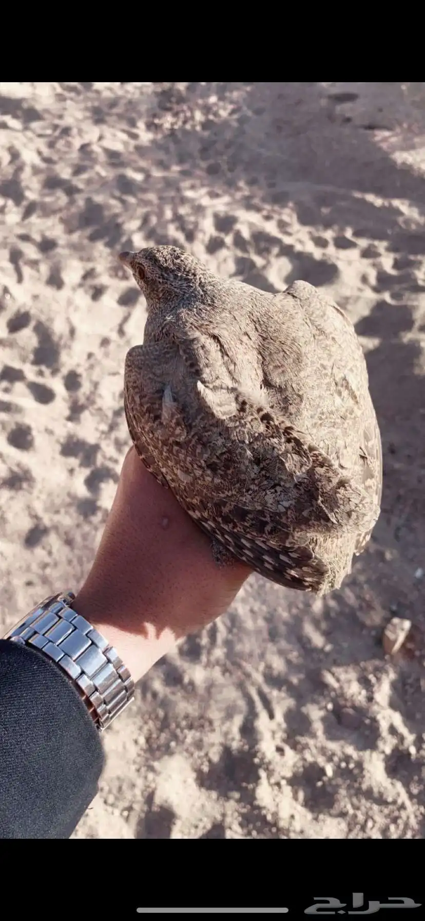 حجل بري مشروط من جميع الآمراض تواصل اتصال أو اتساب 2