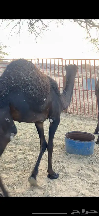 حاشي بكره كفو فل شحم 1