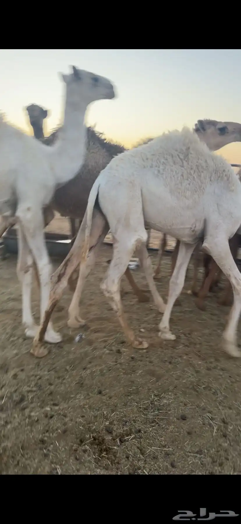 حشو قعدان عمار سته شهور فاخره ع الحليب 3