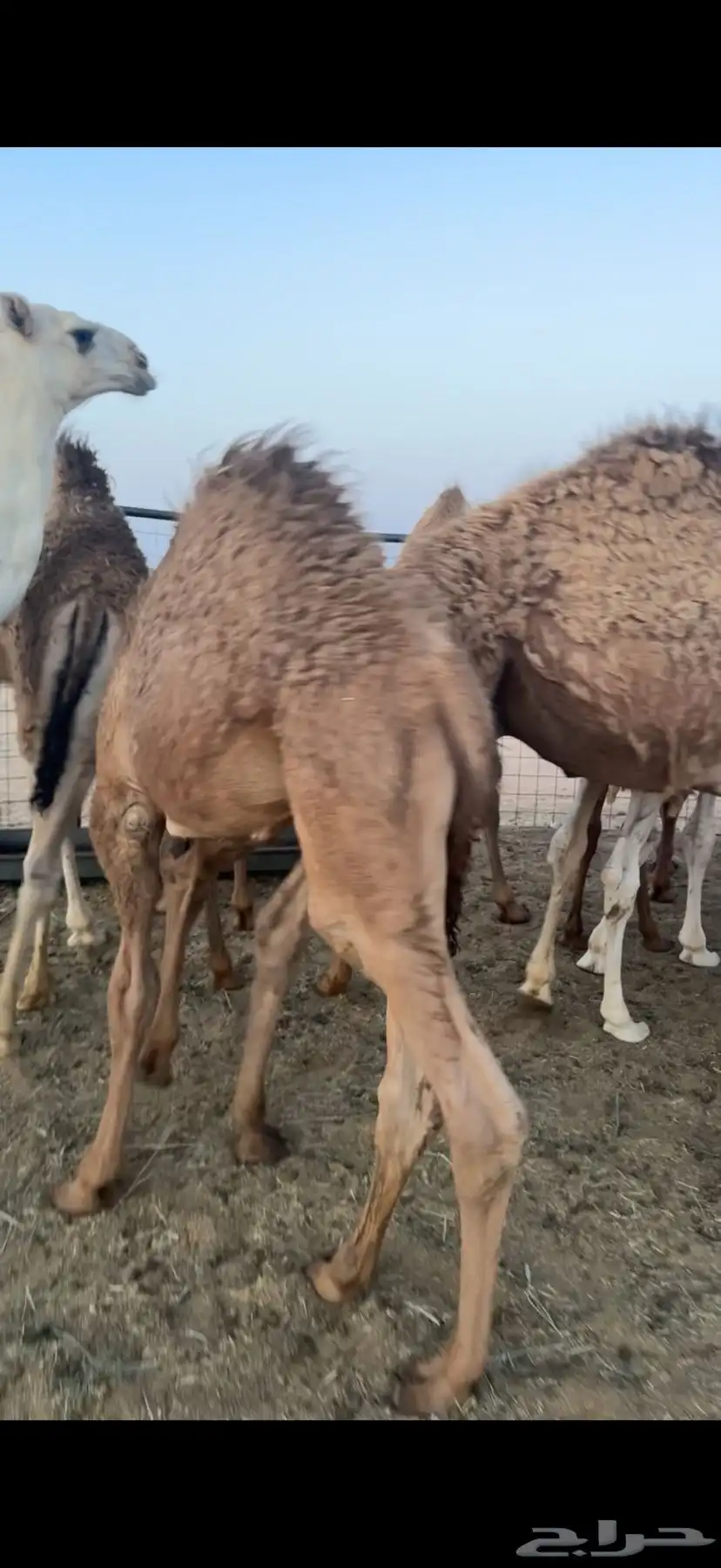 حشو قعدان عمار سته شهور فاخره ع الحليب 11