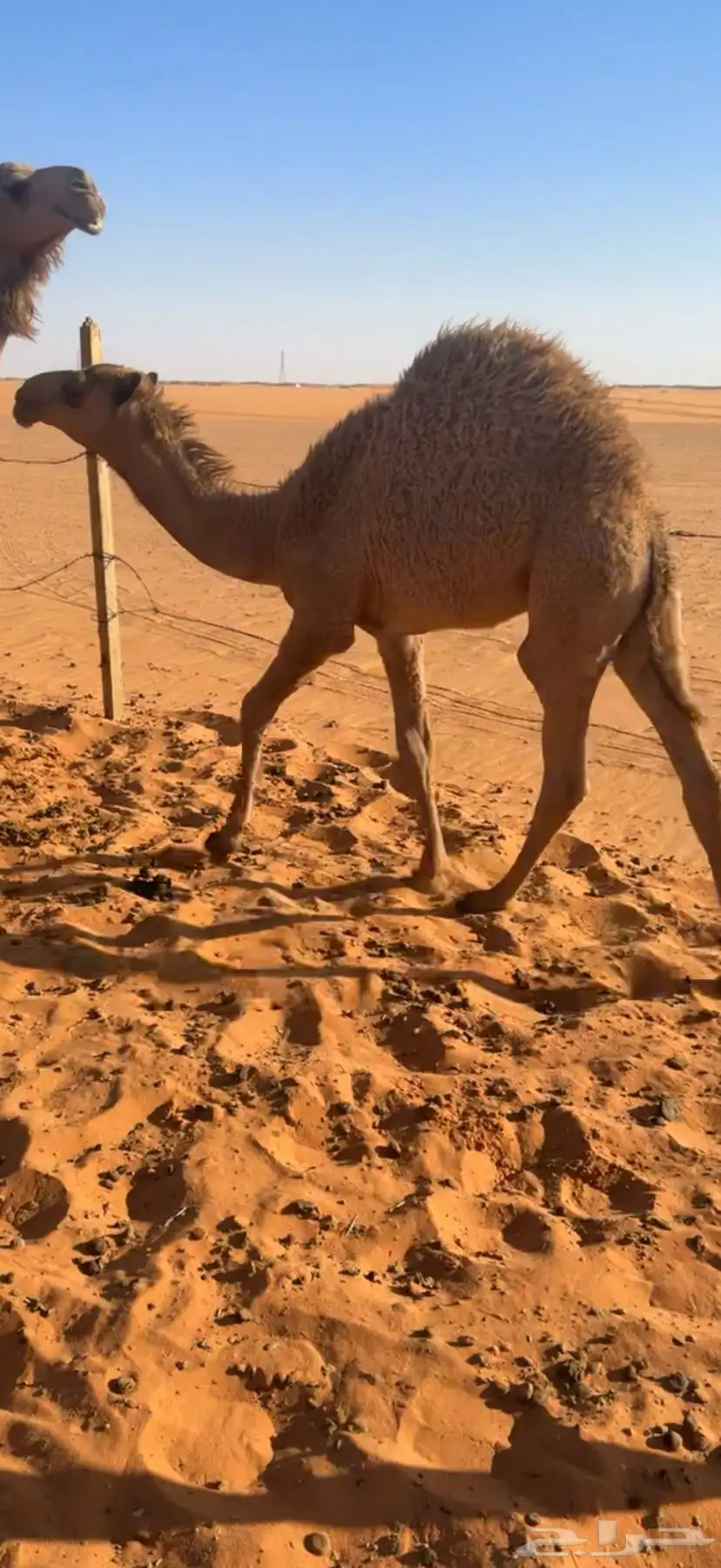 قعود 2