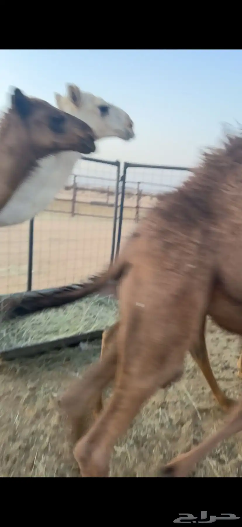 حشو قعدان عمار سته شهور فاخره ع الحليب 8