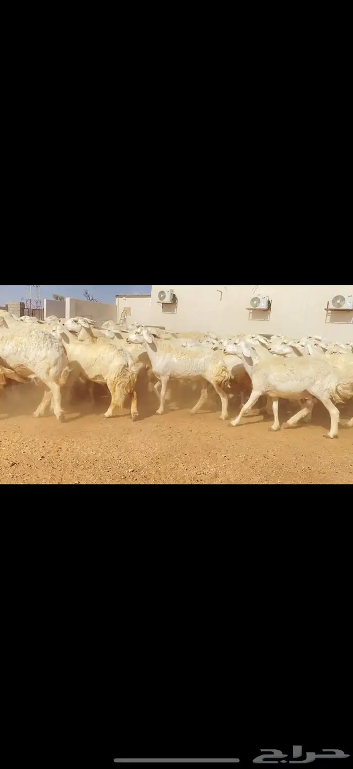 غنم حريات حرش مراح واحد (( تمم البييع )) 9