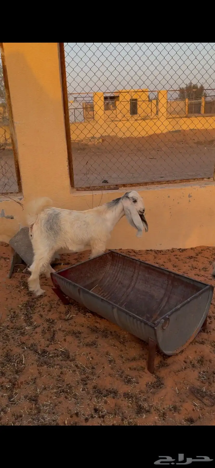 رباع حدرها جفره 5