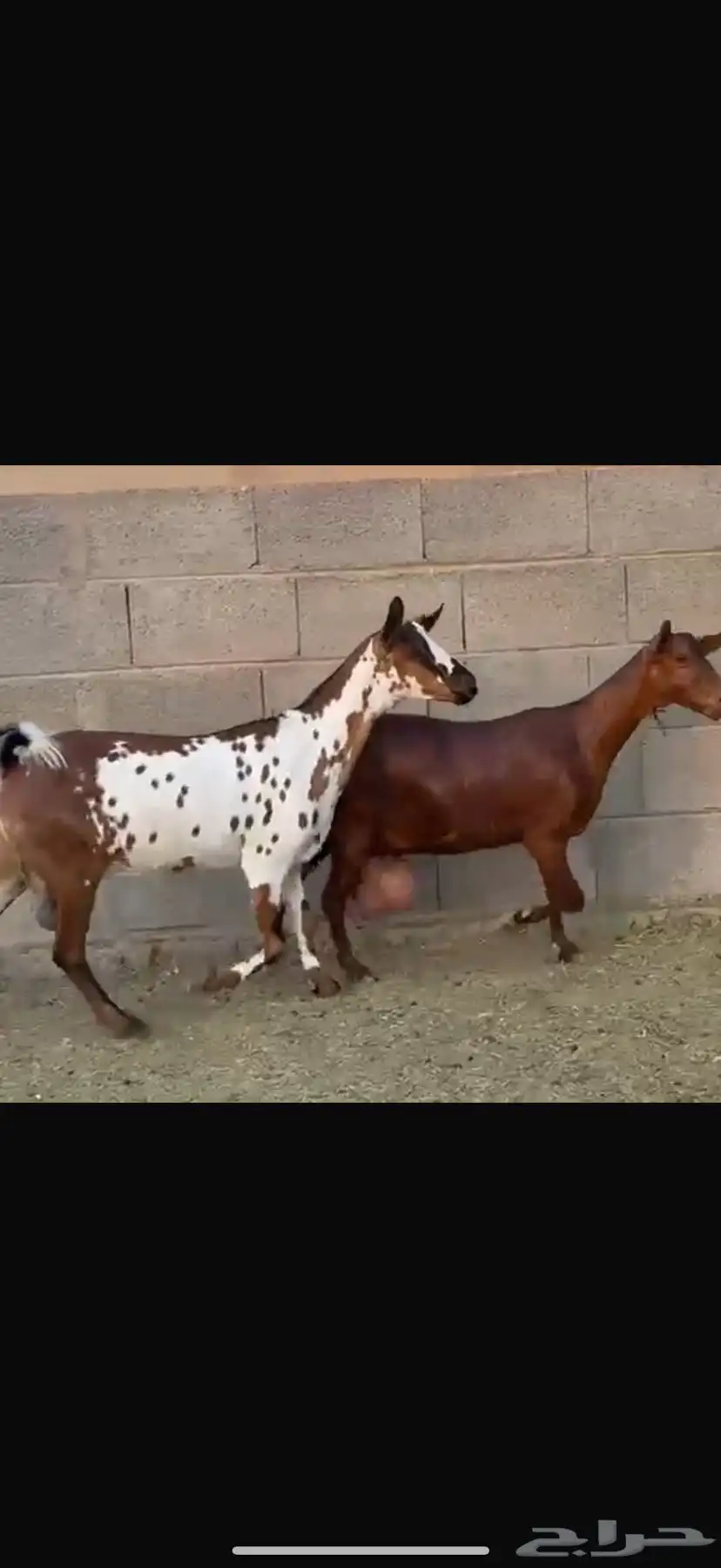 للبيع ماعز محايلية 0