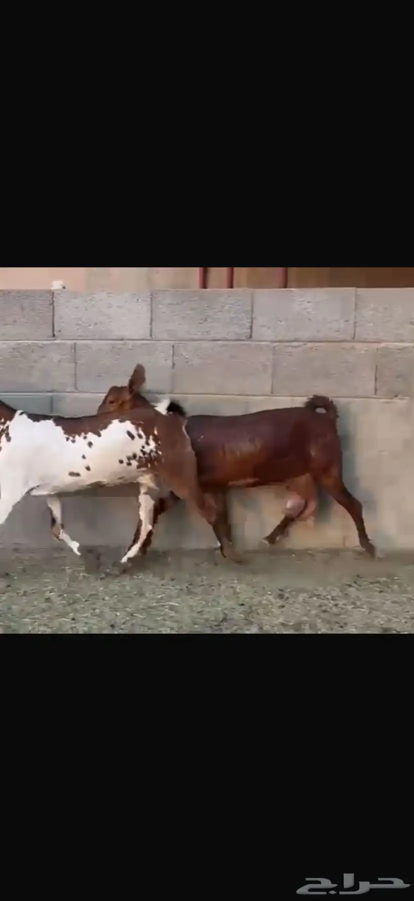 للبيع ماعز محايلية 2