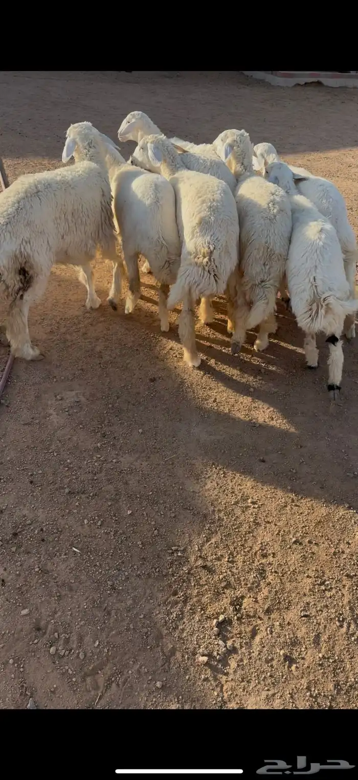 للبيع 8رخال حريه 1