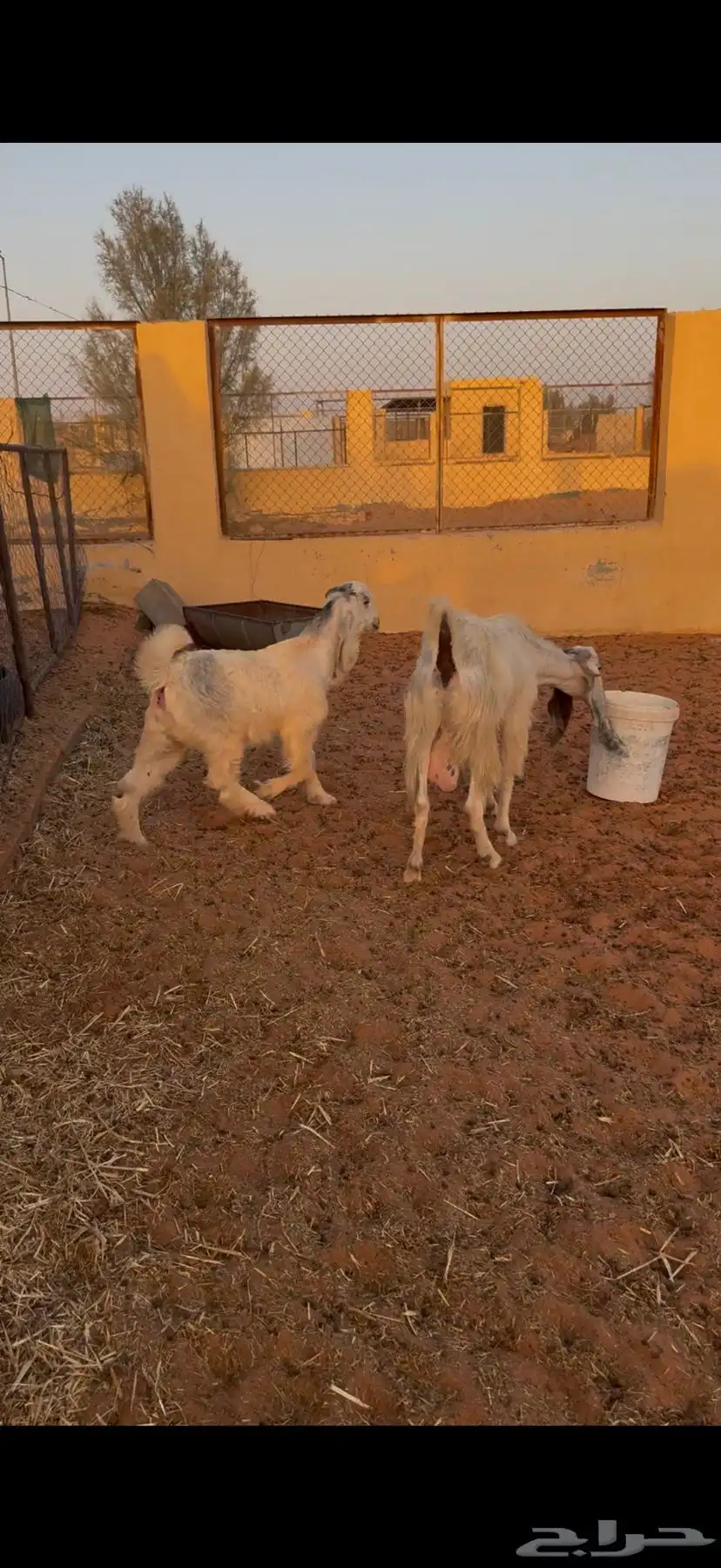 رباع حدرها جفره 6