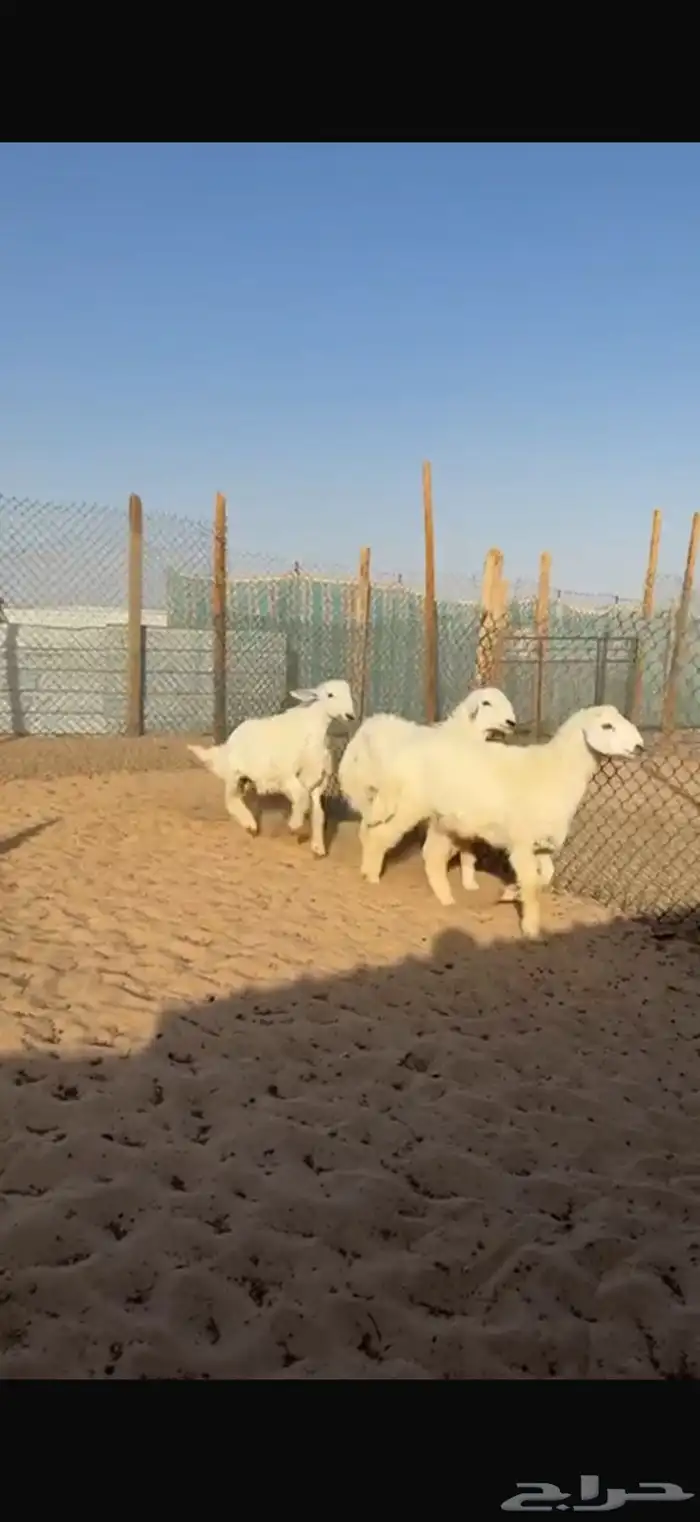 ذبايح. حري ونعيم وسواكن مع الصلخ 0