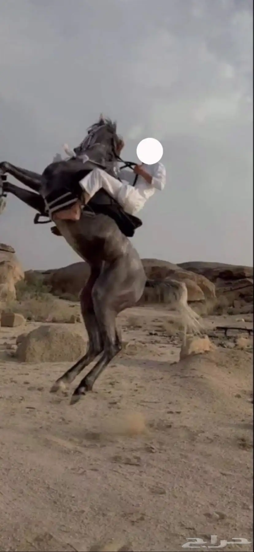 حصان شعبي فحل 5