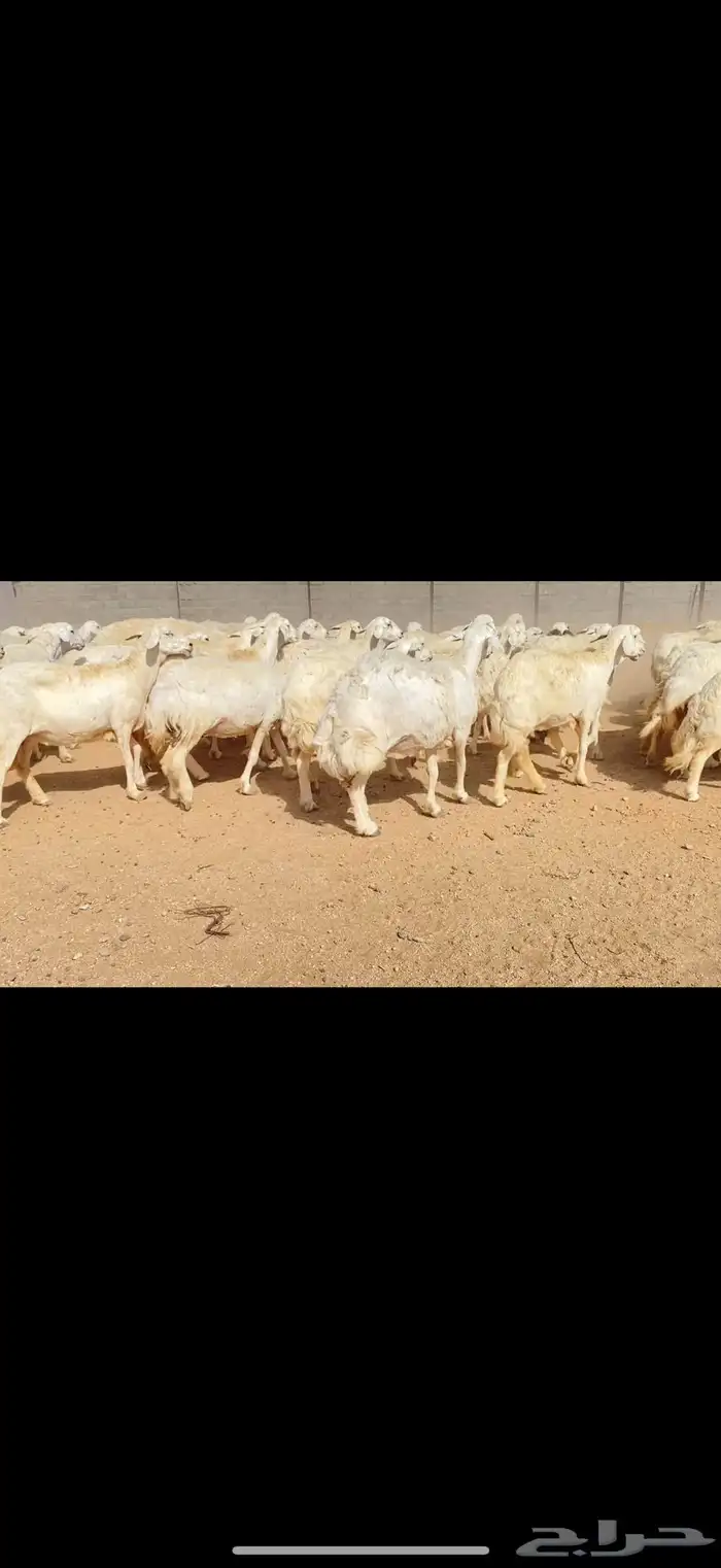 غنم حريات حرش مراح واحد (( تمم البييع )) 5
