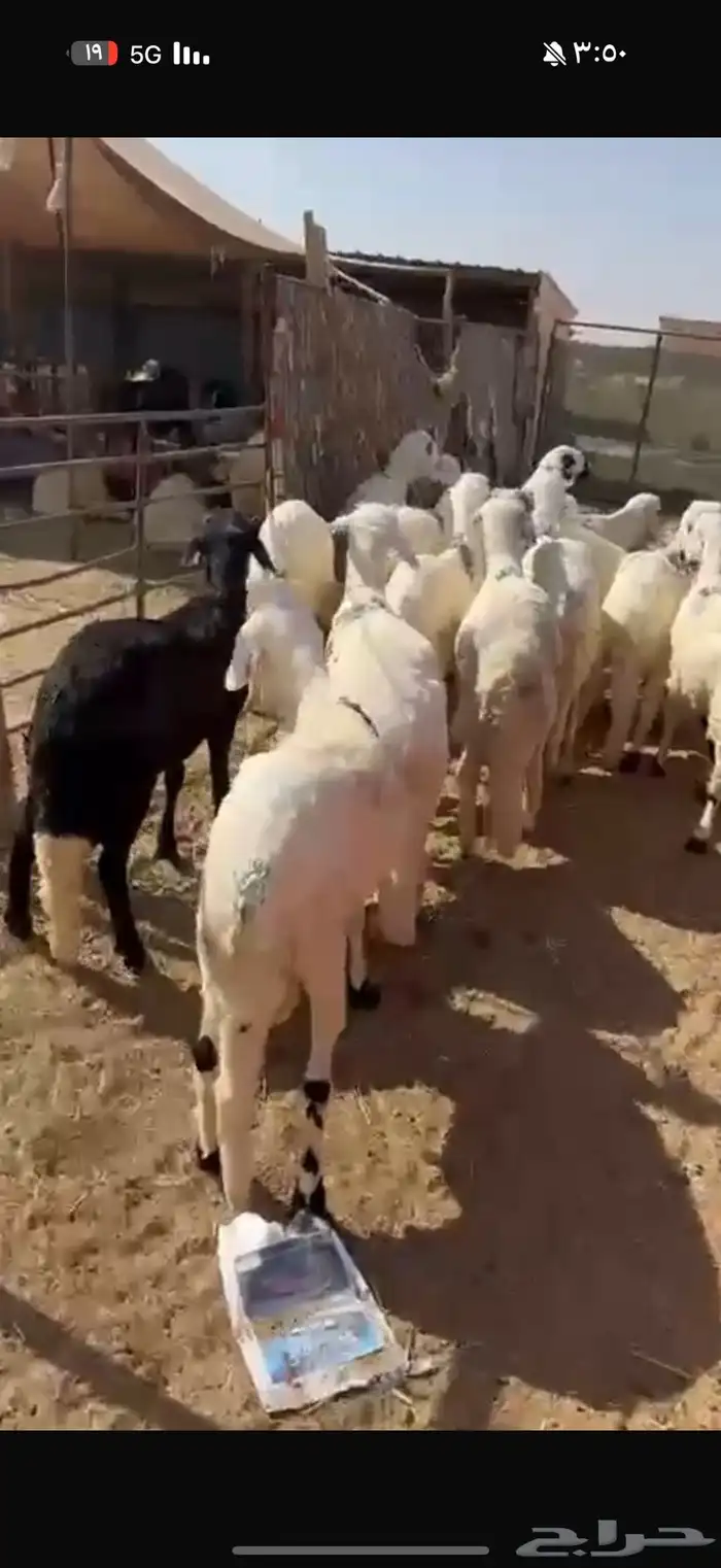 ذبايح. حري ونعيم وسواكن مع الصلخ 4