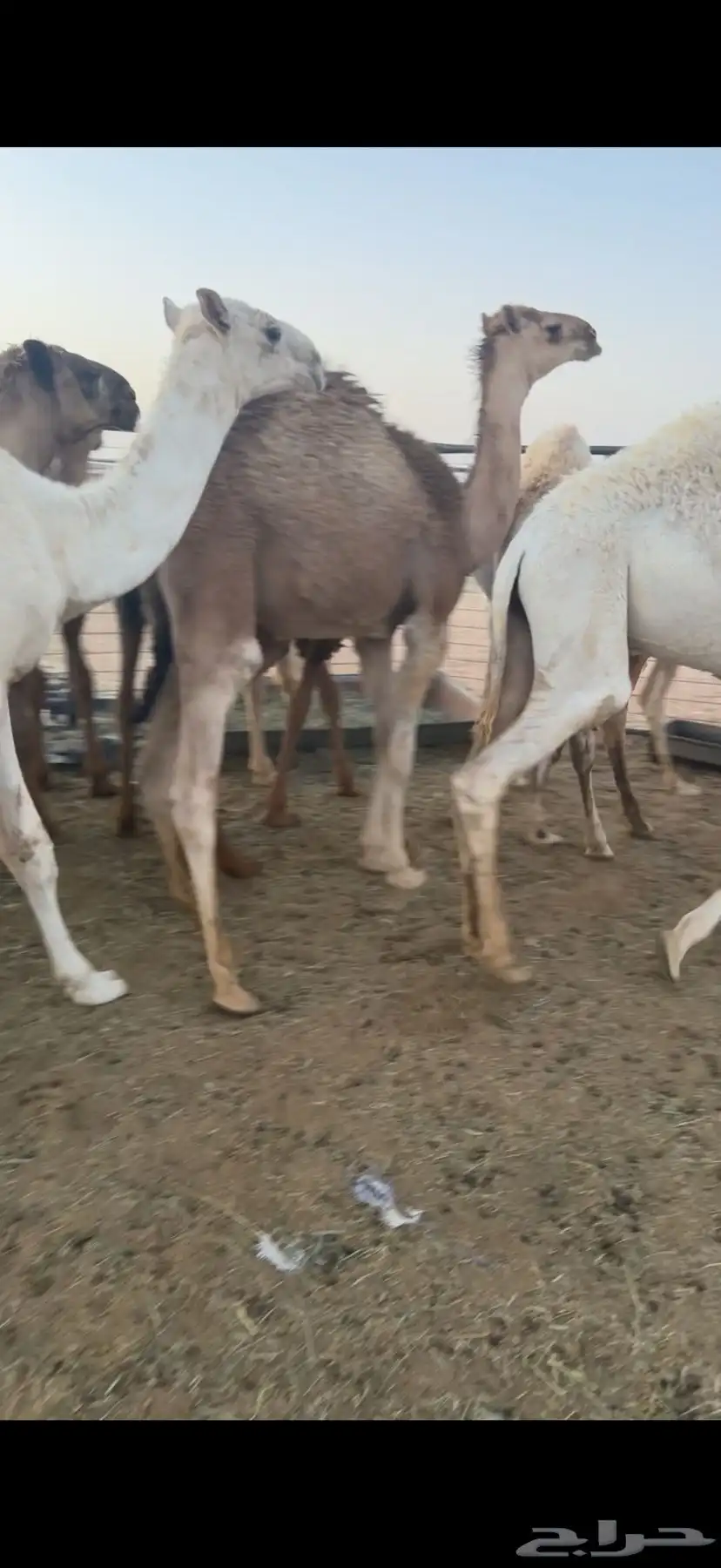 حشو قعدان عمار سته شهور فاخره ع الحليب 1
