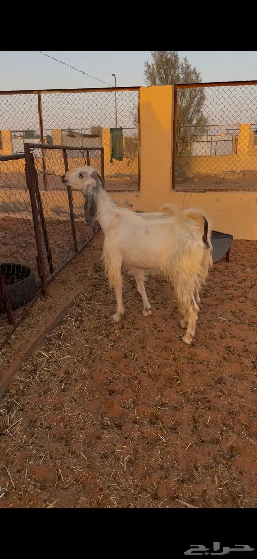 رباع حدرها جفره 3