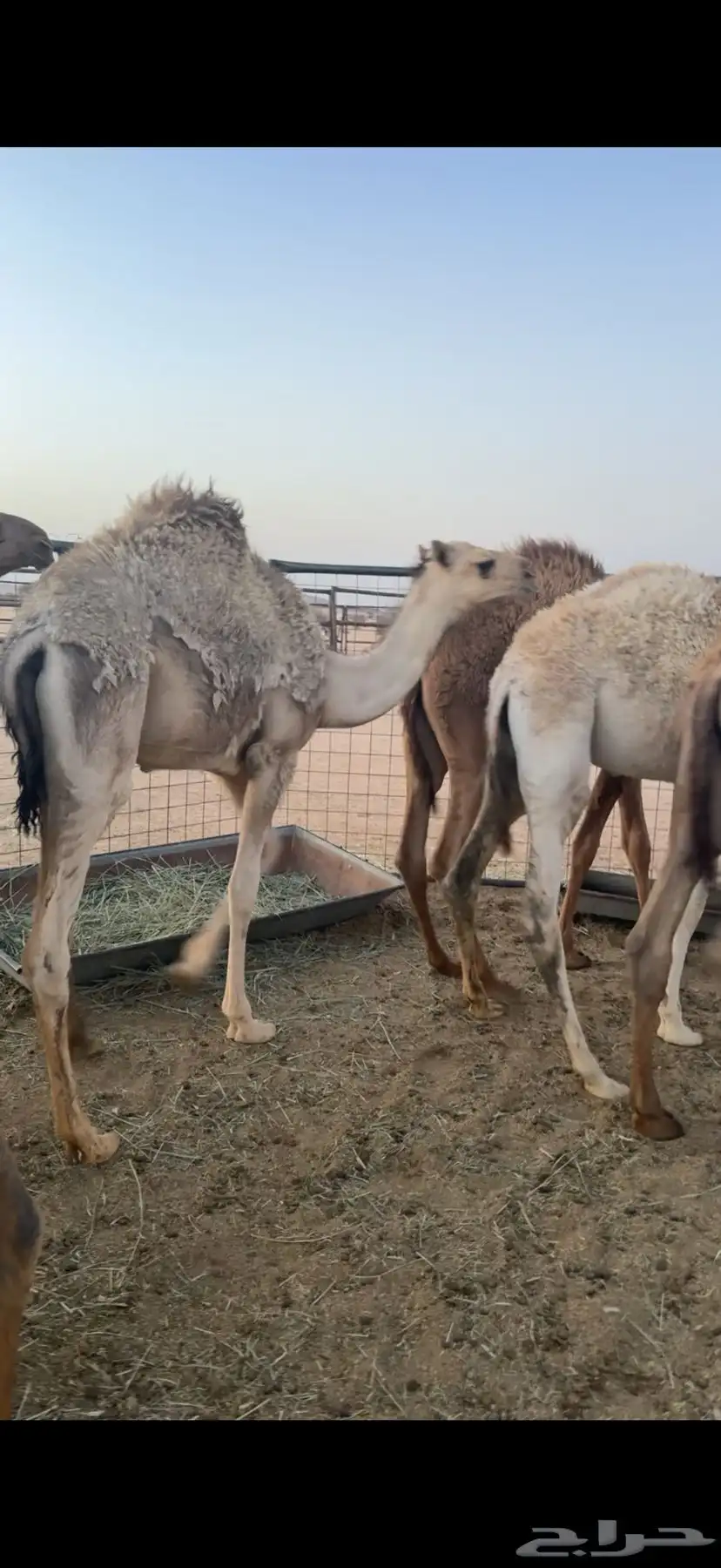 حشو قعدان عمار سته شهور فاخره ع الحليب 0